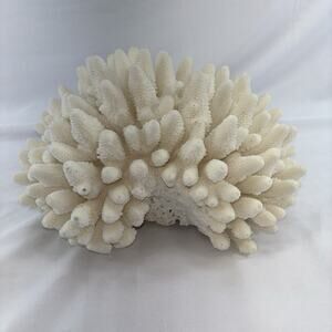 NATURAL WHITE South Pacific Coral SPECIMEN 6. Lbs